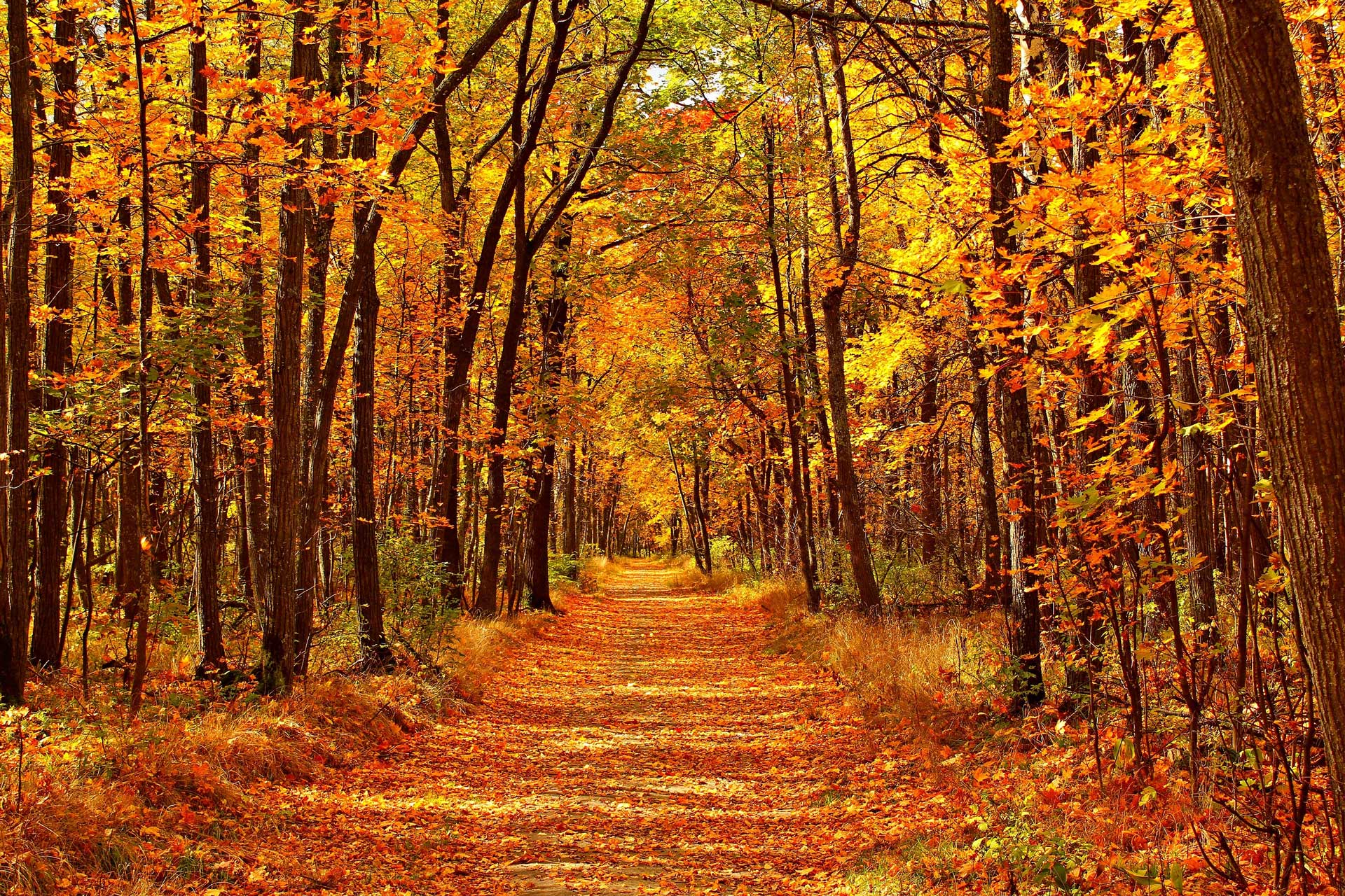 Autumn-Forest-Scenery - Dori Klass